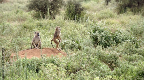 Vászonkép baboon in kenya