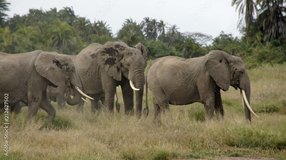 elephants of kenya