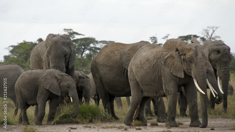 elephants of kenya