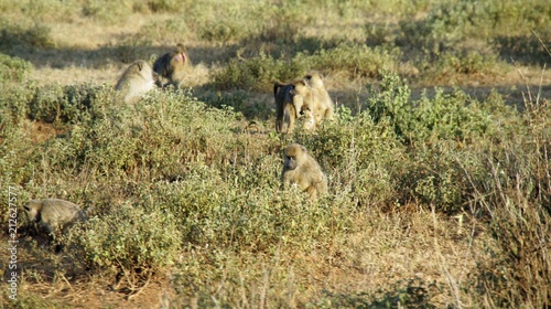 baboon in kenya