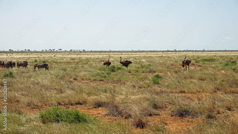 ostrich bird in kenya ostrich bird in kenya