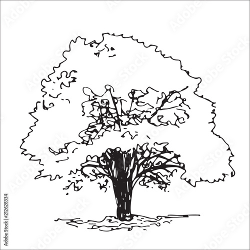 Isolated tree, landscape sketch, architect drawing, black and white