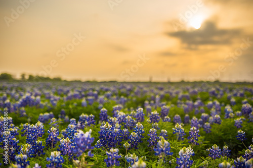 Texas wildflower fields
