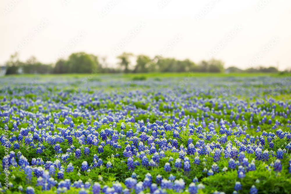 Texas wildflower fields