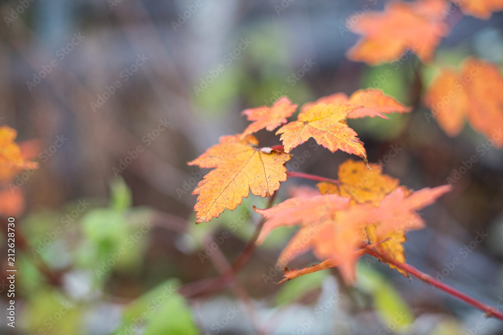 Bright autumn background with soft focus.. Fall maple leaf background in shades of orange and yellow. Bright autumn background with soft focus.. Fall maple leaf background in shades of orange and yellow.