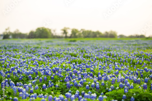 Fototapeta Naklejka Na Ścianę i Meble -  Texas wildflower fields