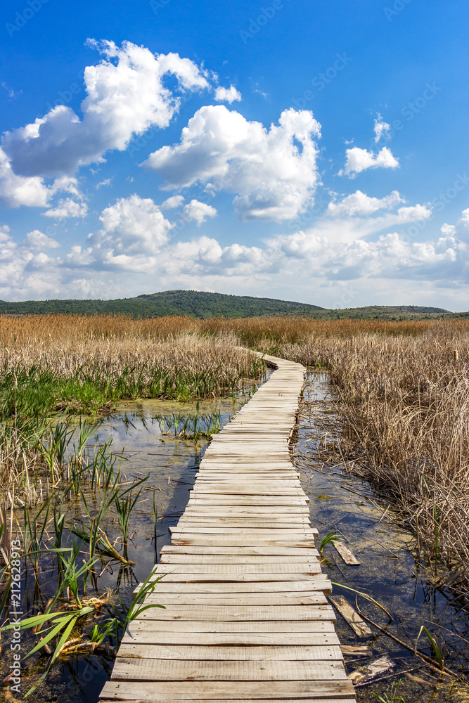 Nature wooden boardwalk vanishes in the common reed grass of the Dragoman Marsh in Sofia Province - the biggest natural karst wetland in Bulgaria