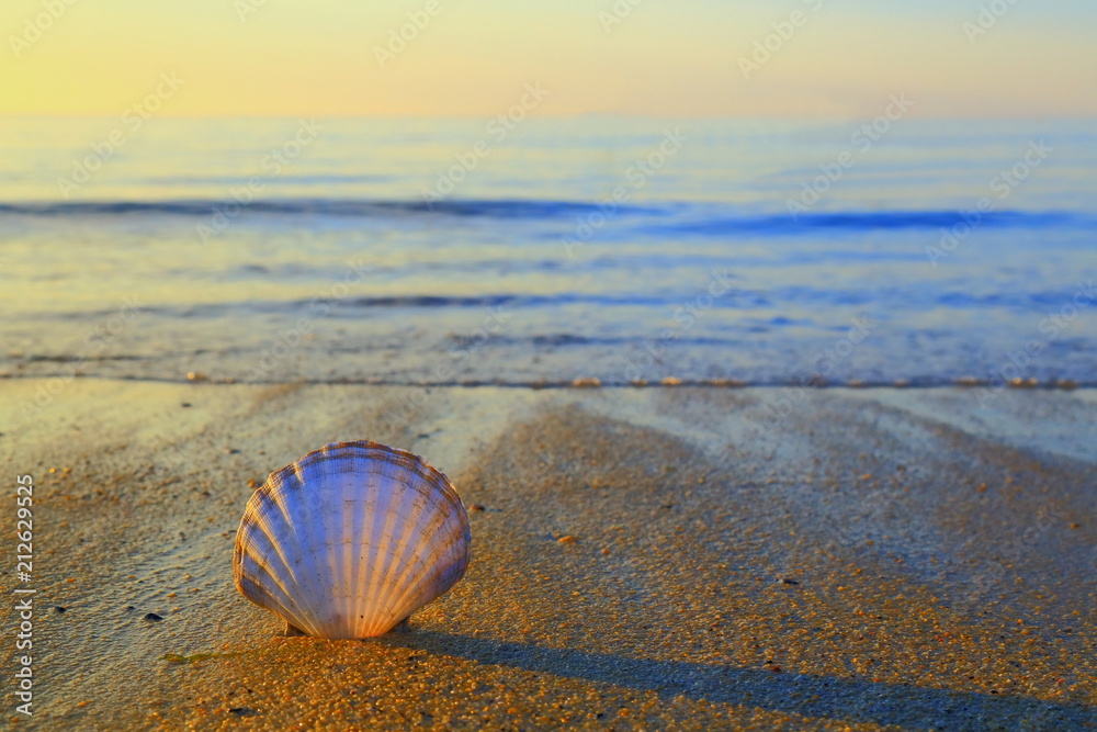 Sea shell on a sandy beach near near town of Lyme Regis in Dorset on the Jurassic Coast Sea shell on a sandy beach near near town of Lyme Regis in Dorset on the Jurassic Coast