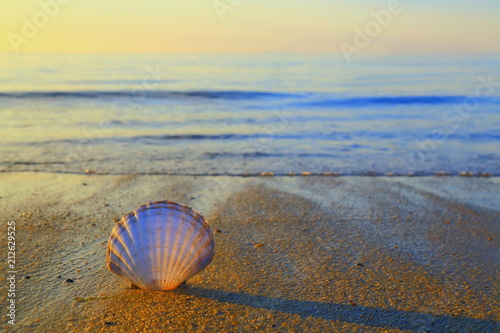 Sea shell on a sandy beach near near town of Lyme Regis in Dorset on the Jurassic Coast