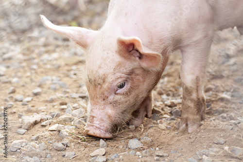 New born pig or cute on a farm. © weerawat