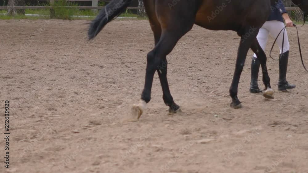 slim athletic woman with curly hair pulls out on a running circle. brown horse. yellow sand flies out from under the hoods. care of domestic animals. slow-motion HD slim athletic woman with curly hair pulls out on a running circle. brown horse. yellow sand flies out from under the hoods. care of domestic animals. slow-motion HD