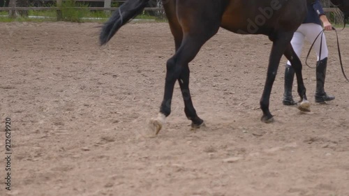 slim athletic woman with curly hair pulls out on a running circle. brown horse. yellow sand flies out from under the hoods. care of domestic animals. slow-motion HD