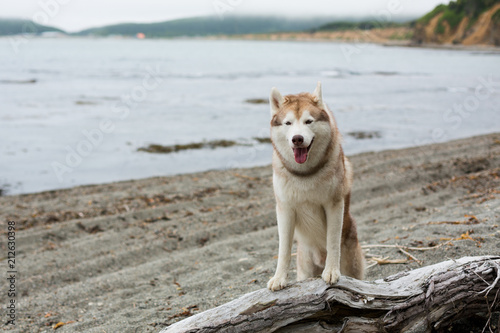 Image of friendly Beige and white Siberian Husky dog standing on the tree on the beach