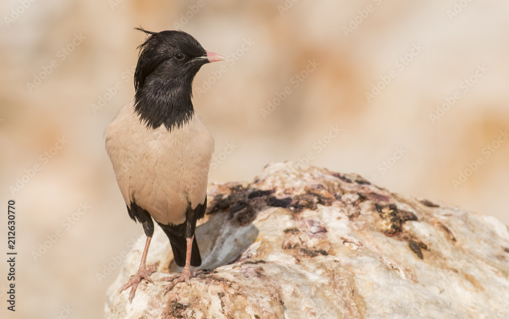 Obraz premium Rosy Staling