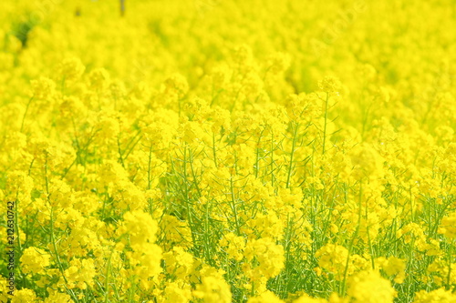 満開の菜の花