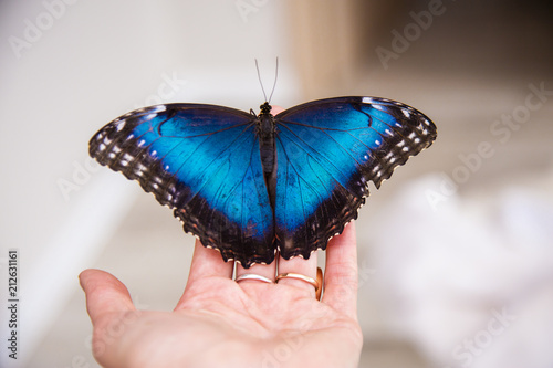 tropical butterfly sitting on hand