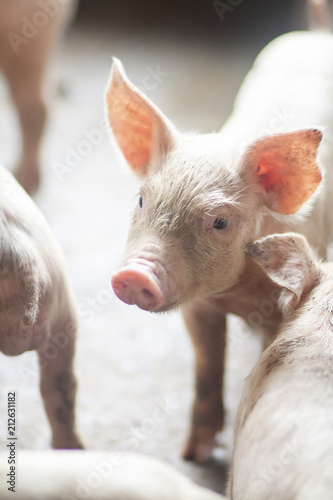New born pig or cute on a farm.