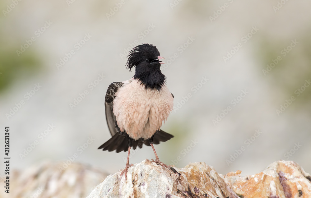 Fototapeta premium Rosy Starling