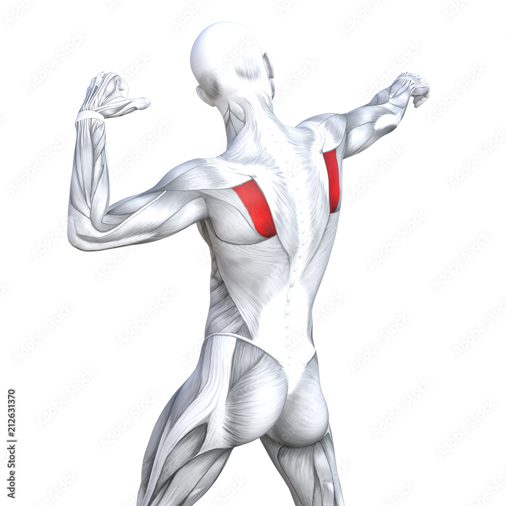 Concept conceptual 3D illustration back fit strong human anatomy or anatomical and gym muscle isolated, white background for body health with biological tendons, spine, fitness medical muscular system Concept conceptual 3D illustration back fit strong human anatomy or anatomical and gym muscle isolated, white background for body health with biological tendons, spine, fitness medical muscular system
