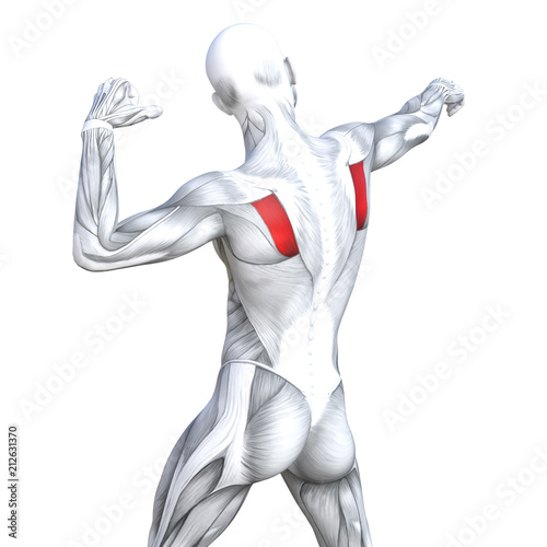 Concept conceptual 3D illustration back fit strong human anatomy or anatomical and gym muscle isolated  white background for body health with biological tendons  spine  fitness medical muscular system
