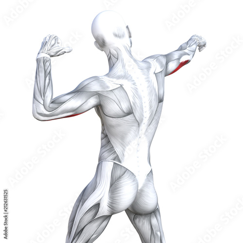Concept conceptual 3D illustration triceps fit strong human anatomy anatomical and gym muscle isolated, white background for body health with biological tendons, spine, fitness medical muscular system photo