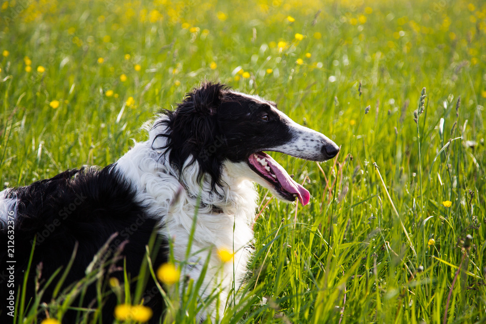 Close-up Portrait of black and white dog breed russian borzoi lying in the green grass and yellow buttercup meadow Close-up Portrait of black and white dog breed russian borzoi lying in the green grass and yellow buttercup meadow