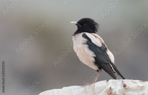 Rosy Starling