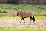 The gemsbok or gemsbuck (Oryx gazella)  in the desert. Oryx in the green desert.
