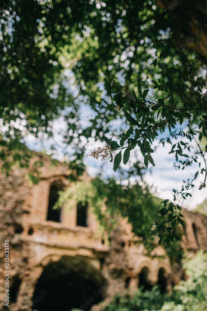 green acacia leaves branch brick military fort green acacia leaves branch brick military fort