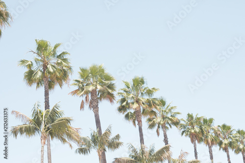 Palm trees in a beach in California