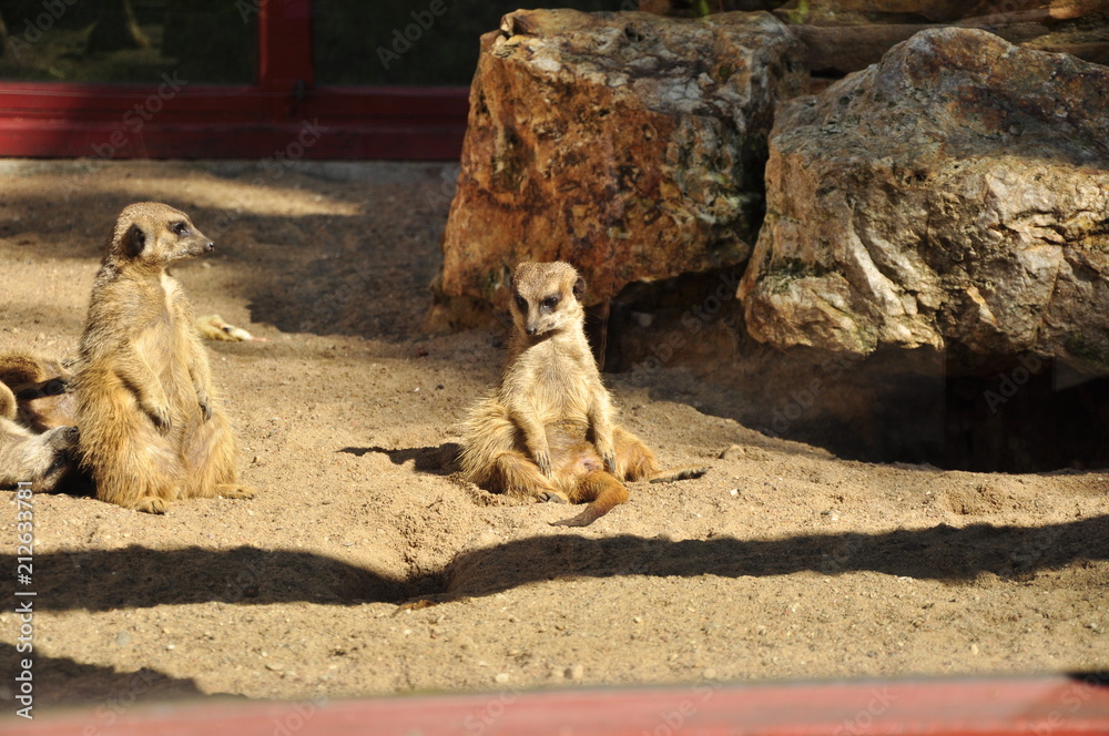 Fototapeta premium ssak, surykatka, mammal, meerkat
