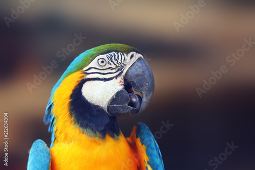 The blue-and-yellow macaw (Ara ararauna), also known as the blue-and-gold macaw, portrait of the pair.