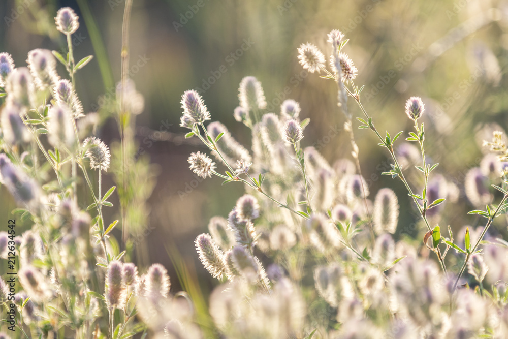Green juicy grass and gentle flowers in the field on a sunset