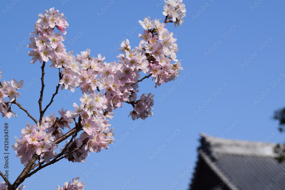 Fototapeta premium Near the temple