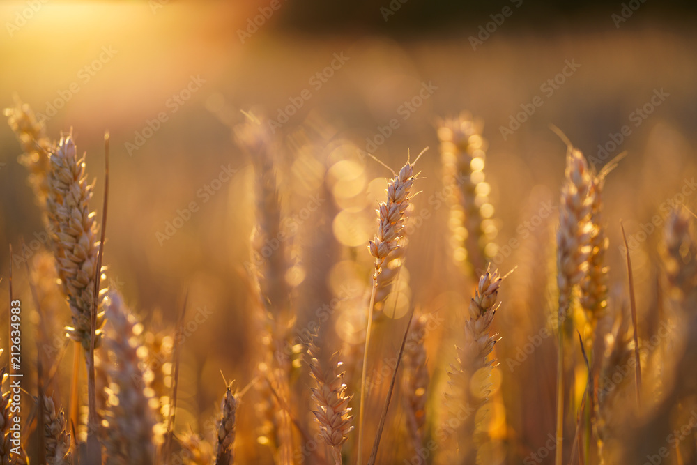Obraz premium Getreide in der Abendsonne