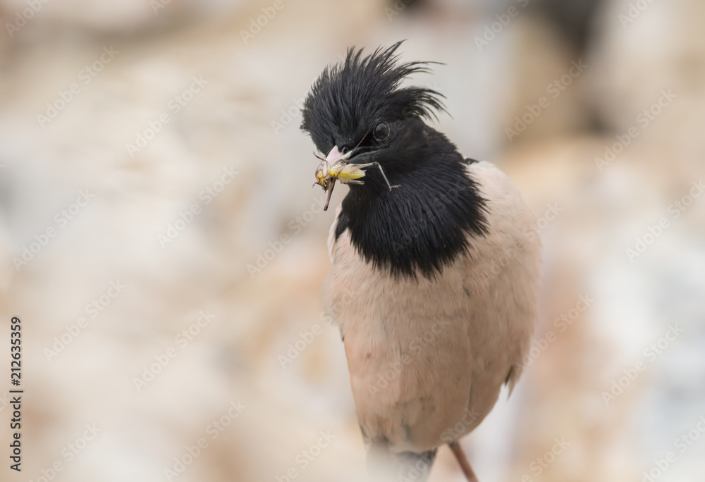 Obraz premium Rosy starling (Pastor roseus)