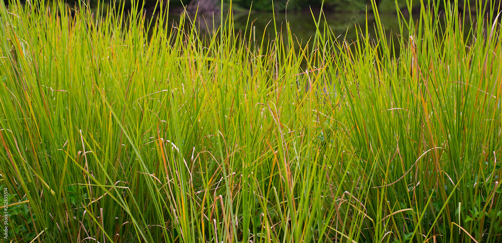 Background Leaves of grass Background Leaves of grass