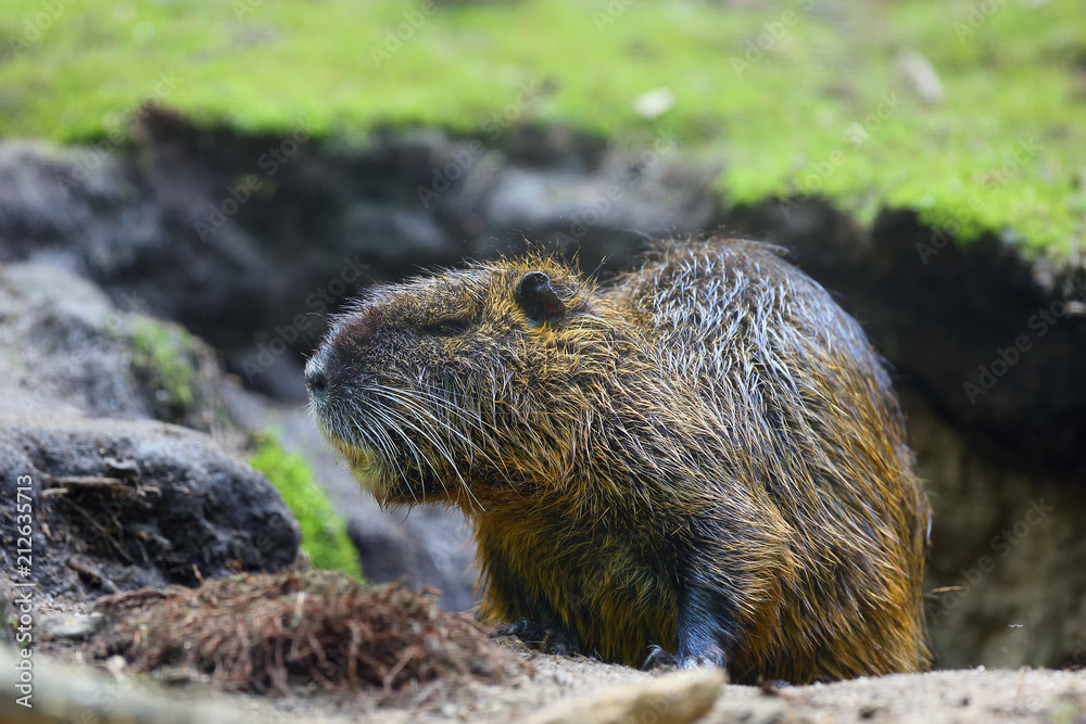 The coypu (Myocastor coypus), also known as the nutria. Nutria near the burrow. The coypu (Myocastor coypus), also known as the nutria. Nutria near the burrow.
