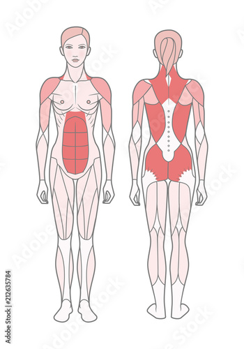 Figure of the woman, the scheme of the basic trained muscles. Front and rear view. Vector. Isolated on white background