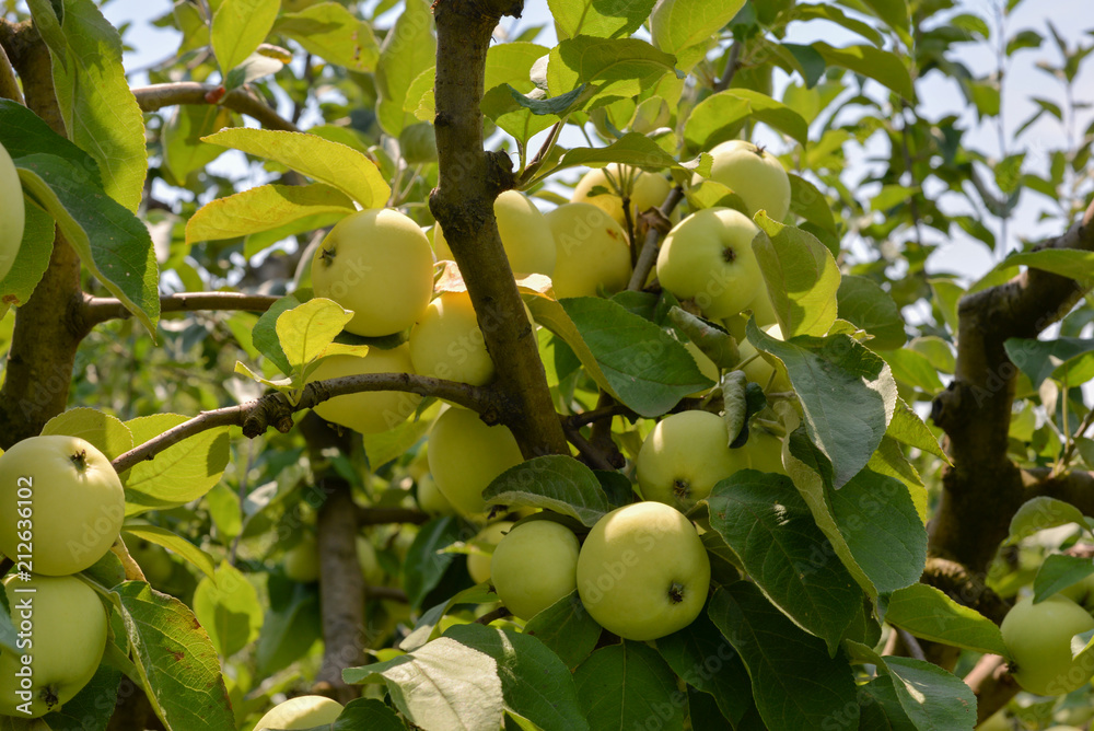 Yellow/green summer apples on a branch Yellow/green summer apples on a branch