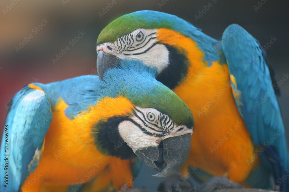 The blue-and-yellow macaw (Ara ararauna), also known as the blue-and-gold macaw, portrait of the pair. The blue-and-yellow macaw (Ara ararauna), also known as the blue-and-gold macaw, portrait of the pair.