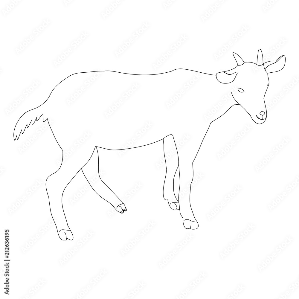 goat, on a white background