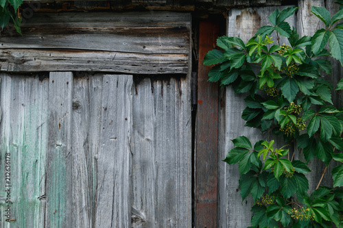 old wooden wall with greenery