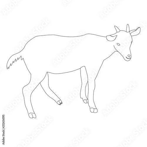 goat  on a white background