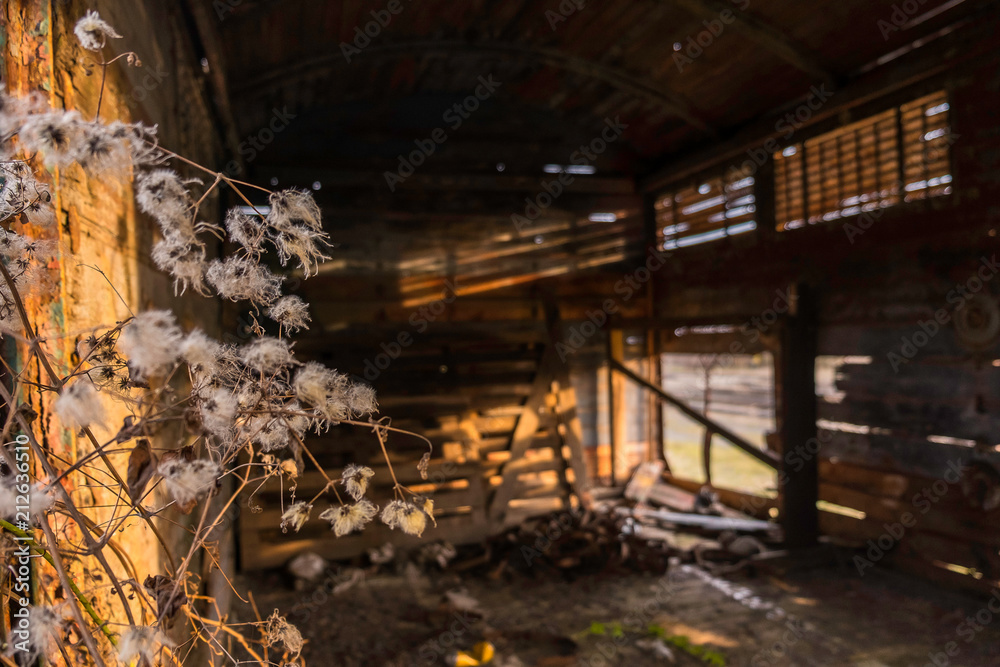 Abandoned truck in a ruined state, overgrown with a weed.