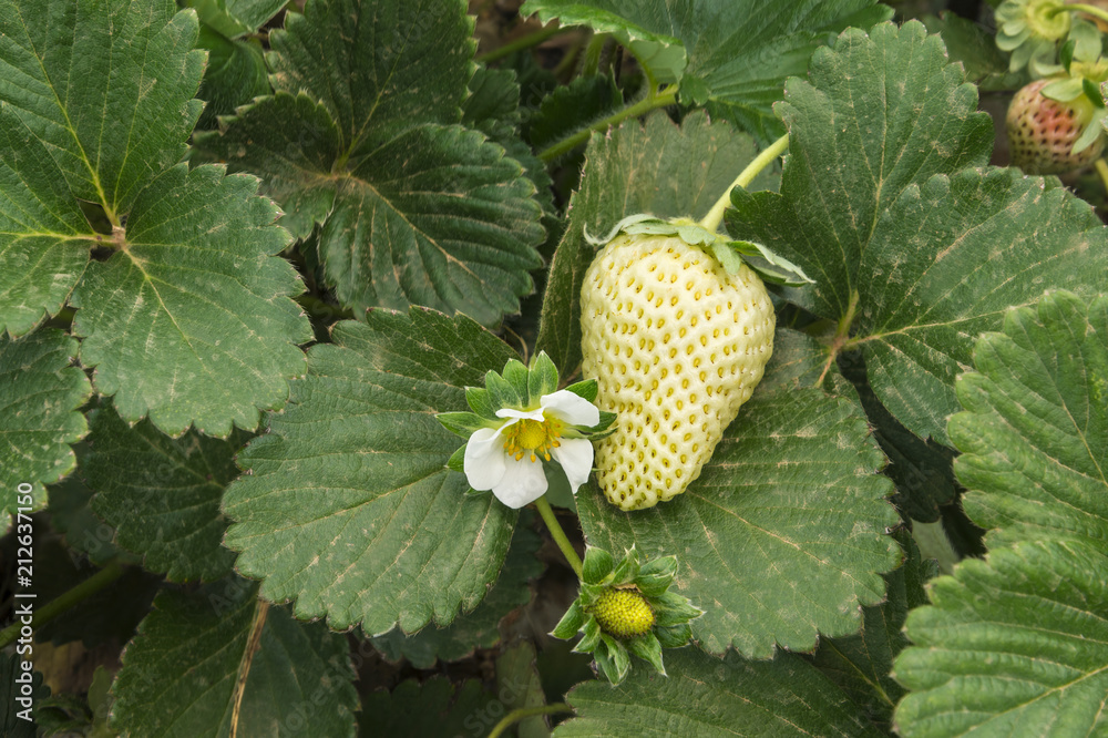 Ripening of a strawberry A still unripe strawberry besides a ripe one creating a contrast Ripening of a strawberry A still unripe strawberry besides a ripe one creating a contrast