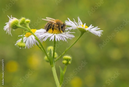 Bee collecting pollen from chamomile.
