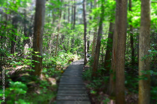 Path to Nature