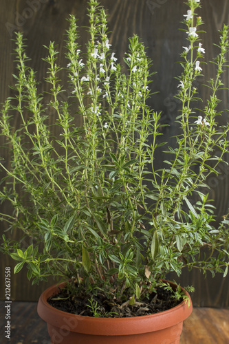 Summer Savory , Satureja Hortensis, Potted