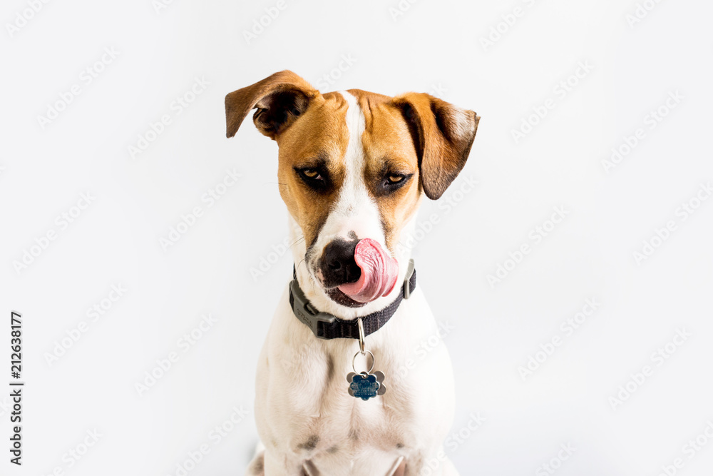 Dog licking his lips